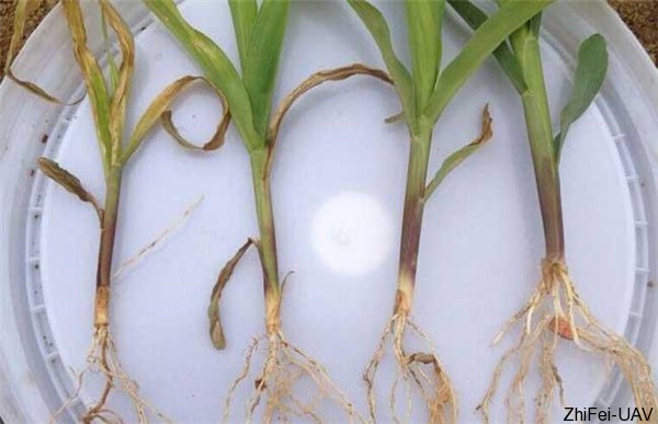 1500276429148945.jpg 枯苗病.jpg