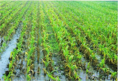 河北智飛極農(nóng)無(wú)人機(jī)科技|一鳶科技|行業(yè)定制無(wú)人機(jī) 玉米澇害癥狀